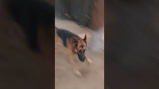 JARMAN SAFAD DOG😍🤗dog jarmansafeddog dogs shortsvideo share youtube love song movieshots 🤗 [upl. by Narah]