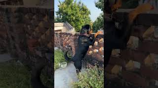 Rottweiler barking sound aggression 🔥🔥 rottweiler shorts [upl. by Kinch]