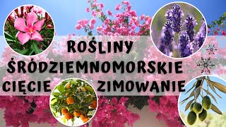 Rośliny śródziemnomorskie  jesienna pielęgnacja i przycinanie oraz zimowanie 🫒🍋 [upl. by Evelinn]