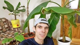 Banana plant tour in December 2017  Update [upl. by Asirb]