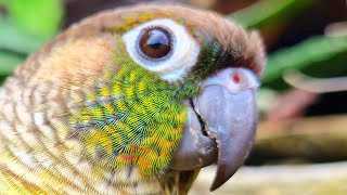 green cheek conure yellow sided  How did your bird react to this video [upl. by Nihs]