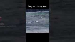 Dog vs 11 coyotes and kills 8 [upl. by Ulrica]