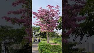 Beautiful Tabebuia Rosea in Indonesia [upl. by Pascha]