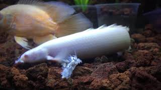 65 inches Albino Senegal Bichir  Eating Tawilis Fish [upl. by Ghiselin]