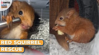 Rescued baby red squirrel nursed back to health by hand 🥰  LOVE THIS [upl. by Bremen]