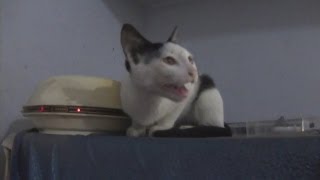 Kitten Meowing Loud and Non Stop [upl. by Koser809]