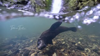 The Playground Seal Pups [upl. by Tallu114]