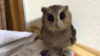 【Indian Scops Owl】 Moukin club of Japan [upl. by Aline]