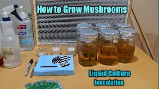 How to Grow Mushrooms Liquid Culture Inoculation [upl. by Kirkwood]