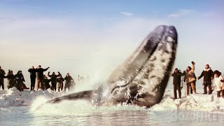 These whales are finally free  Big Miracle  CLIP [upl. by Laurens]