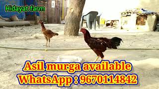 asil murga farm in Allahabad up india [upl. by Goar]