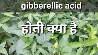 जिब्रेअलिक एसिड हॉर्मोन के बारे में संपूर्ण जानकारी ।Gibberellic acid plants compelet information [upl. by Manouch]