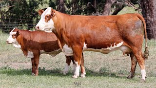 Lot 14 ZMJPS022 VC Simmentals Online Herd Reduction Sale 2024 [upl. by Inaliel]