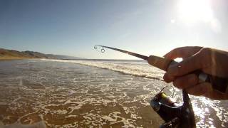 Perch caught at Limantour Beach [upl. by Atteiluj]