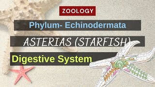 Echinodermata  Asterias Starfish  Digestive System  Zoology [upl. by Ann-Marie]