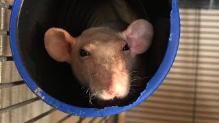 Cute Rat compilations [upl. by Taryn]