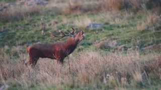 Brame du cerf Aubrac Aveyron [upl. by Aelanna]