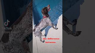 difference between German Shorthaired Pointer and 😯😂🐶new shorts ytshorts viral viralshorts [upl. by Ennagroeg]