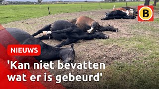 7 paarden dood door blikseminslag in Maarheeze  Omroep Brabant [upl. by Aillicirp347]