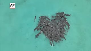 Pod of pilot whales stranded on Australian beach [upl. by Bourgeois]