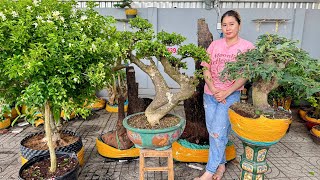 Thúy An 119 0939700449 mới về lô Bonsai đa dạng Dáng Thế Không Đụng Hàng [upl. by Anhcar]