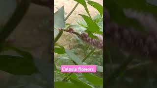 Celosia flowersnature viralshorts smvines–g4h💞🥰 [upl. by Leaw930]