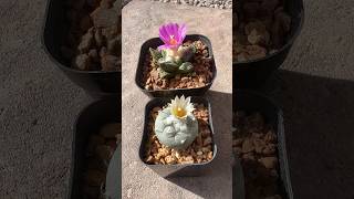 FIRST TIME FLOWERING ARIOCARPUS FISSURATUS AND TURBINICARPUS JAUERNIGII BEAUTIFUL plants cactus [upl. by Anairda]