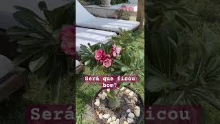 O que você achou da ideia 😍 plantas naturesa flores rosas plants [upl. by Ornas]