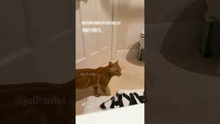 Cats can talk shortvideo funny petschannel petchannel yourcat funnycats cat [upl. by Mcgaw]