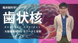 【☑︎小脳 高次脳機能と関連！？パーキンソン病との関係とは？ 歯状核 役割まで [upl. by Stav]