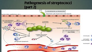 Pathogenesis of streptococci  part 2  levinson Microbiology [upl. by Rahel]