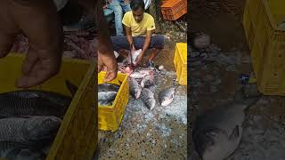 Bigfish Cutting market tending super video 🥰🥰😍 [upl. by Krauss405]