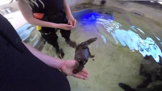 TICKLING amp FEEDING A PLATYPUS  Healesville sanctuary Australia [upl. by Nowd]