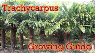 Trachycarpus  Hardy Palm Growing Guide  Chusan Palm [upl. by Llerrod]