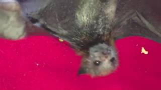 Rescued baby bat isnt happy Miss Megabytie [upl. by Albright]