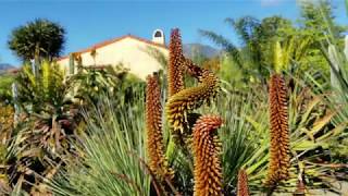 Aloes in Wonderland — Santa Barbaras Rare Plant Nursery [upl. by Files676]