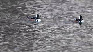 Hooded Mergansers 112424  pt 2 [upl. by Rawdon]