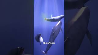 Dolphins Like To Get High On Puffer Fish 🥴 education shorts science [upl. by Yekcir480]