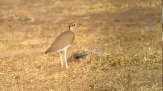 Temmincks Courser  Courvite isabelle [upl. by Darees]