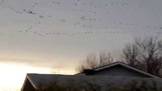 Migration of Snow Geese above Embrun Ontario [upl. by Yatnuahc]