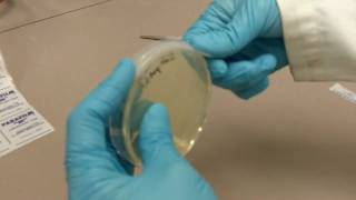 How to Use Parafilm with Agar Plates [upl. by Eirrotal]