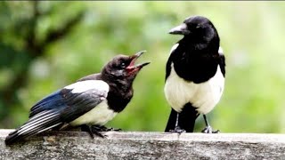 Baby Magpie Call UK Baby Magpie Calling For Food  Young Magpie Sound [upl. by Aiseneg]