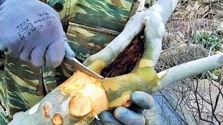 How To Collect Material For Bonsai Air Layering Plane Tree With Hollow Platanus [upl. by Ennaitsirhc]