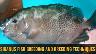 Siganus fish breeding and breeding techniques [upl. by Ivanna480]