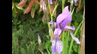 Iris Sibirica  Fiori e piante della montagna bellunese 15072014 [upl. by Farrel654]