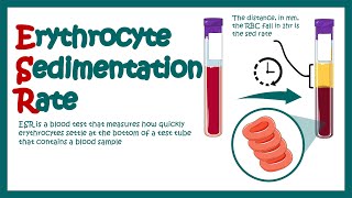 Erythrocyte Sedimentation Rate  ESR  What does ESR test show What does high ESR means [upl. by Aramen]