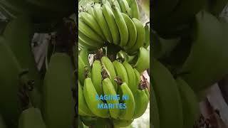 ang saging ni aling marites shorts saging shortvideo [upl. by Caril]