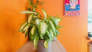 My dieffenbachia changed in 30 seconds 😱😱🤪 dumbcane plants [upl. by Earley]