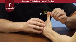 Extensor Pollicis Brevis Muscle Test Palpation Dr Vizniak Muscle Manual [upl. by Graaf34]