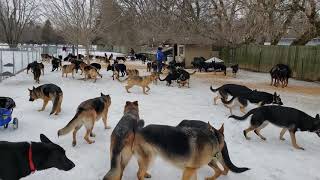 100 German Shepherds playing together [upl. by Felipe]